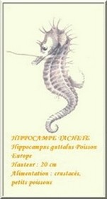 hippocampe tacheté
