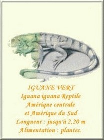 iguane-vert