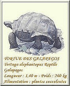 tortue des galapagos