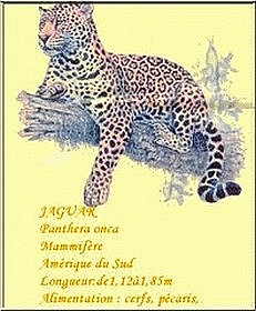 Jaguar