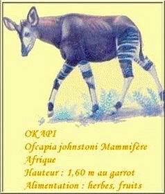 Okapi